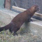 Fotografía de David Fernández Altuzarra. Visón europeo en cautividad en el Zoo de Madrid