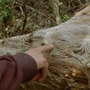 Imagen de la portada de CAMBIUM