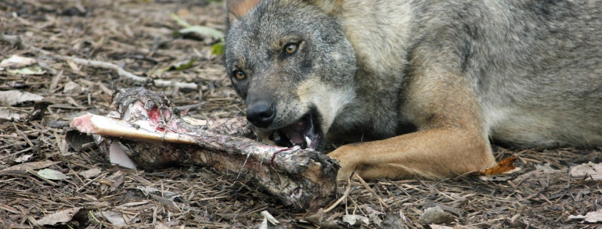 Lobo ibérico