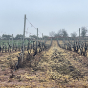 Efecto de fitosanitarios en un viñedo