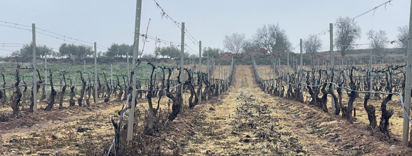 Efecto de fitosanitarios en un viñedo